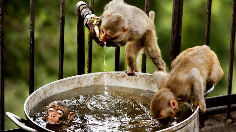 为什么猴子爱玩“尿”？