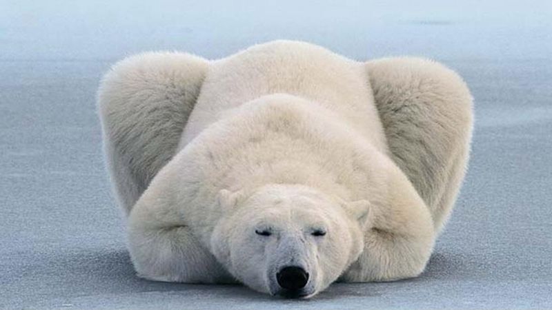 为什么北极熊不怕胖？