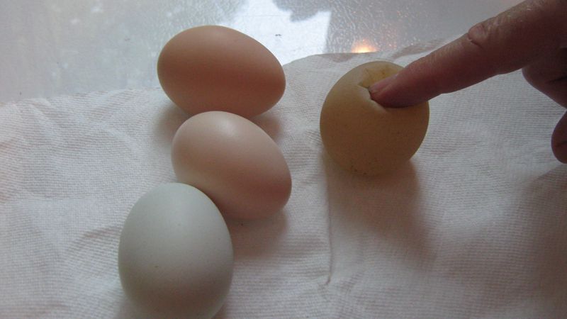 没有蛋壳的鸡蛋能孵出小鸡吗？