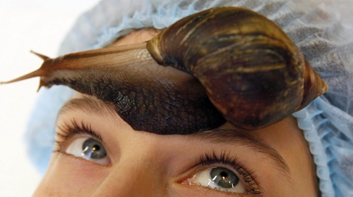 非洲大蜗牛会传播结核病吗？