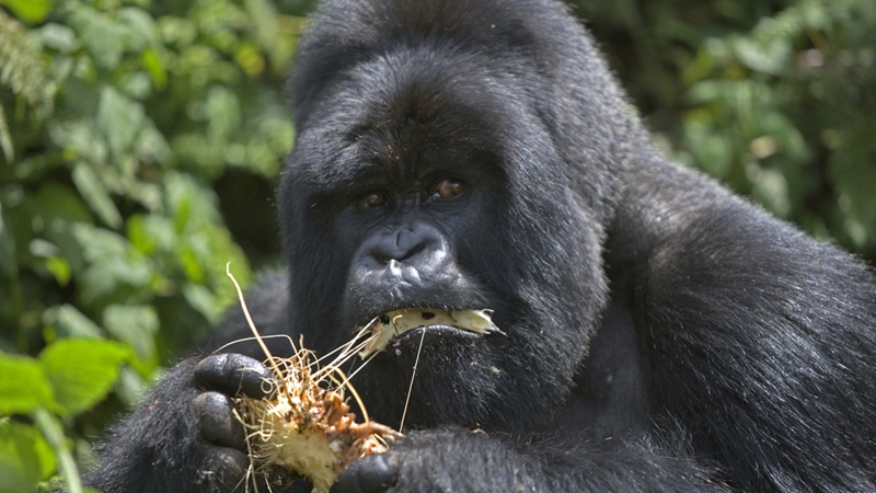 大猩猩也会精心准备早餐？