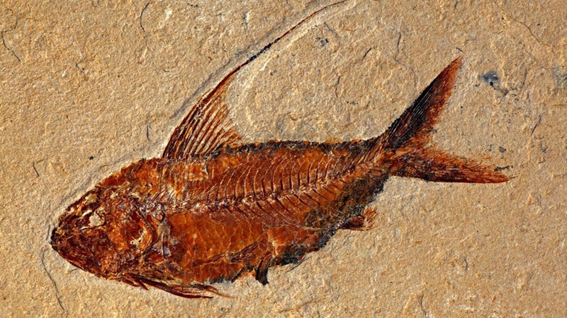 盘点5次生物大灭绝：人类会是下一个吗？