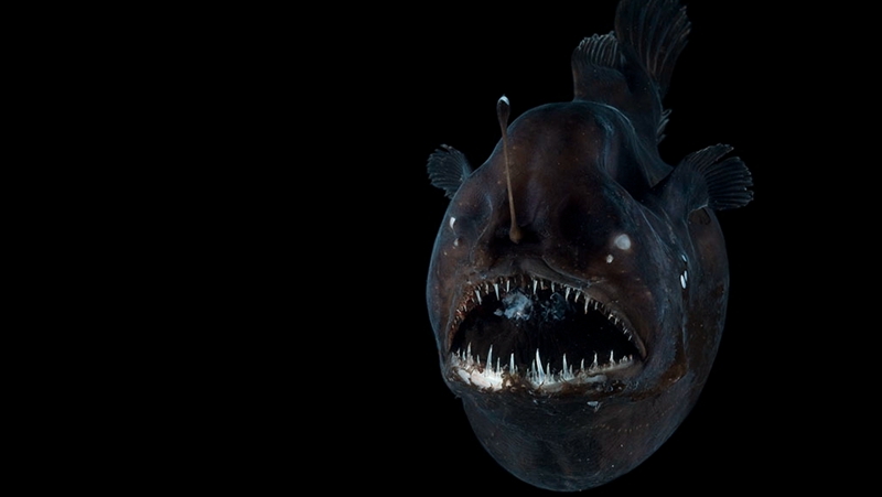 全世界最丑陋的鱼长什么样？
