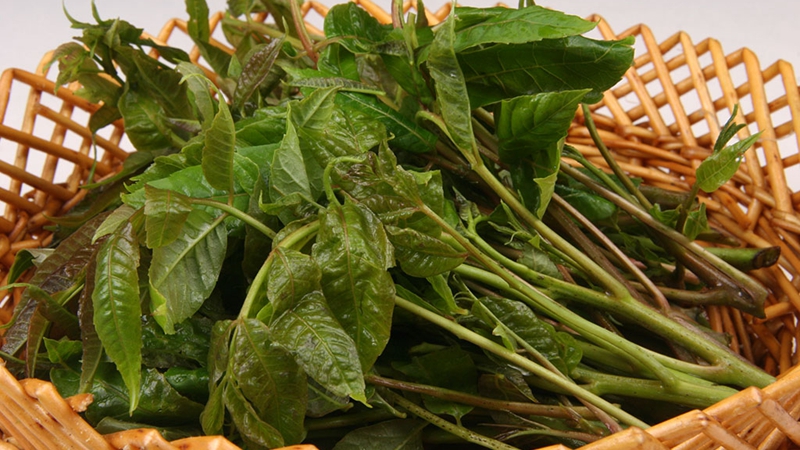 “土豪菜”香椿也有性别？的头图