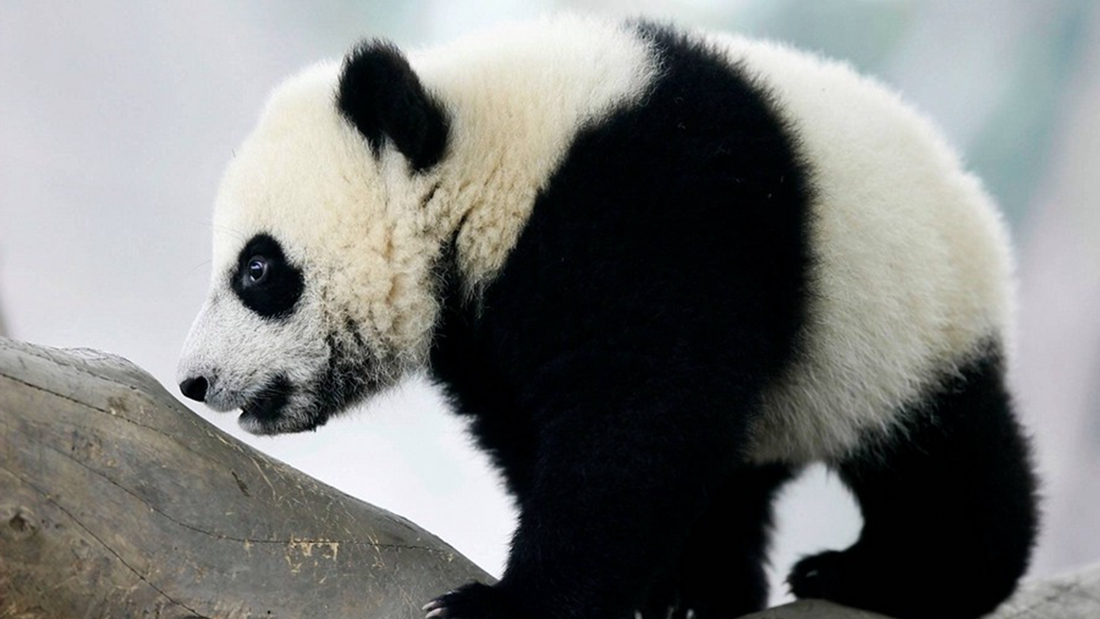 关于熊猫，有哪些你不知道的“冷知识”？的头图