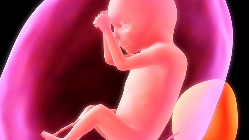 还没出生的胎儿，也要便便吗？