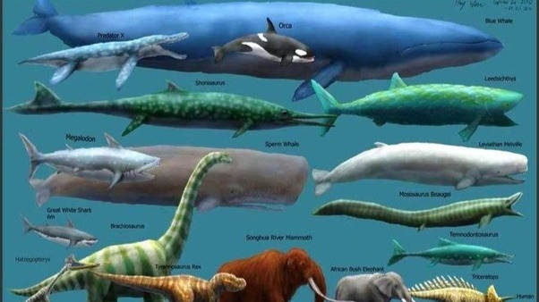 为什么现在的动物都长不到恐龙那么大了？