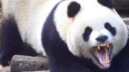 狮子和老虎为什么不吃大熊猫呢？真的是因为打不过吗？