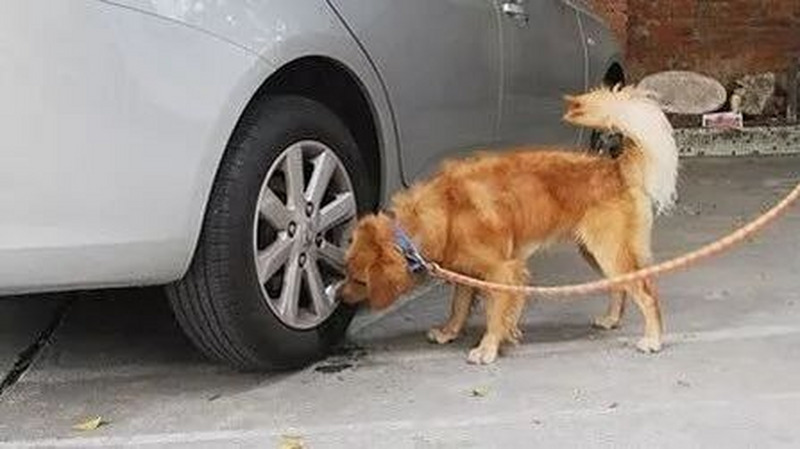 狗为什么喜欢尿汽车轮胎？