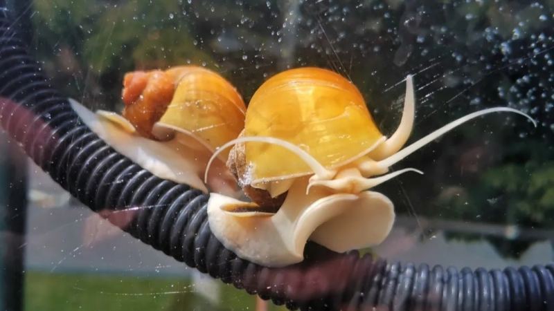 国内常见的观赏螺有哪些？