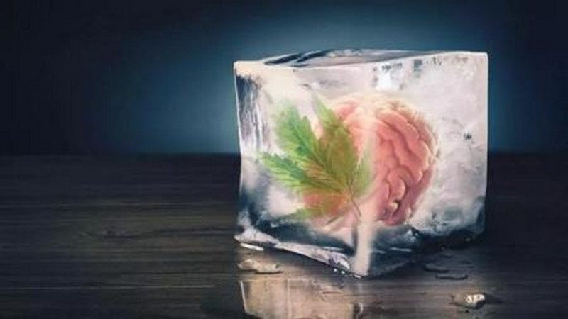 雌激素与女性失忆的隐秘关联
