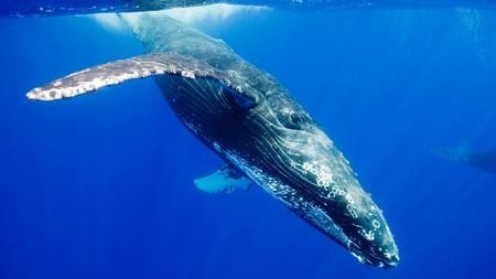 要保存一颗440磅的蓝鲸心脏，总共分几步？