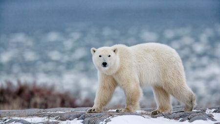 白化棕熊多次被送往北极，还被真北极熊暴打？当笑话听听就好了