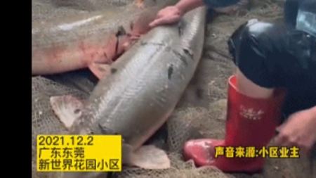 鳄雀鳝入侵广东，一条可以干掉一湖的鱼？