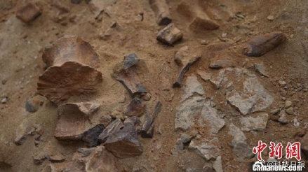 内蒙古发现一处新的恐龙化石 初判为禽龙类化石的头图