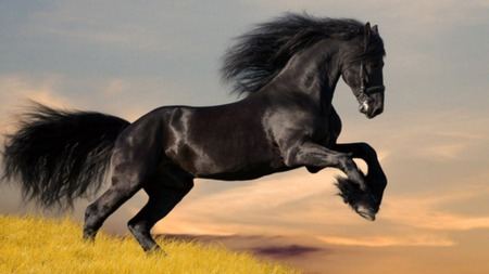 从从始祖马开始，马在演化过程中身体有哪些变化？