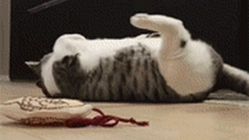 不管多可爱的猫咪，总能被主人养成猪，猫咪前后对比真的吓人