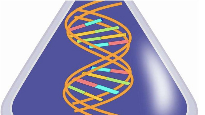 科学家发现剪接mRNA前体的秘密