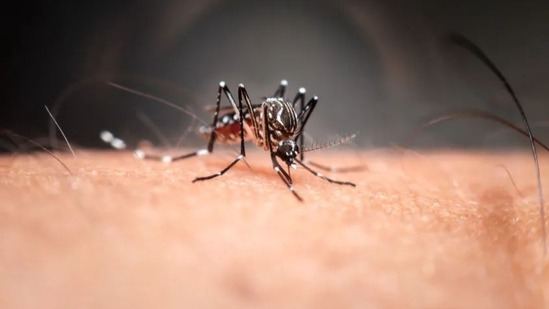 蚊子怎么只咬我不咬别人？这群科学家几天不洗澡找到原因