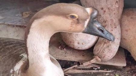 养了6年的大鹅，在即将被杀时窝在角落流泪！动物真的通人性吗？