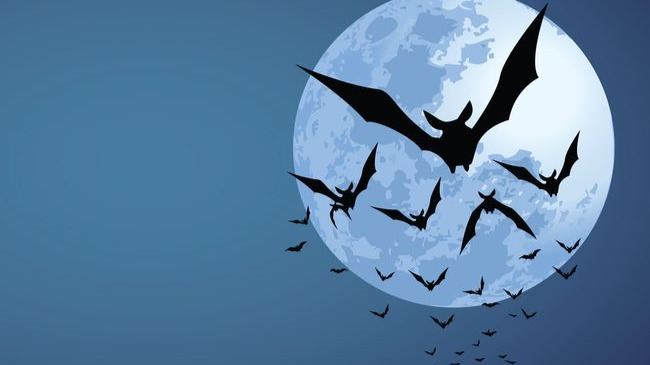 新冠起源或被揭开？科学家在蝙蝠身上，找到最接近新冠祖先的毒株