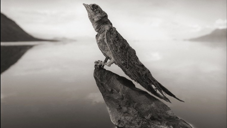 为什么掉入纳特龙湖里的动物会被石化？