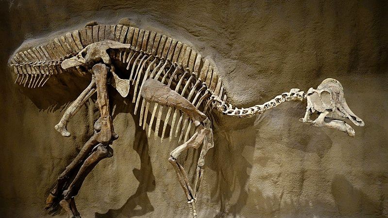 我国在恐龙化石上发现疑似DNA物质，中国能率先复活恐龙吗？