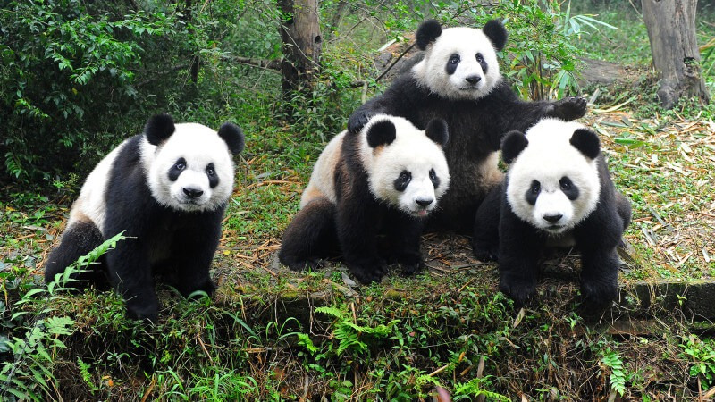 在野外老虎遇上熊猫会怎样，会吃掉熊猫吗？我们看到了该怎么办？