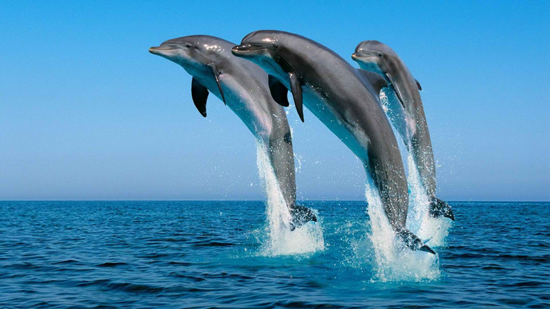 海洋的后裔：萌萌的海豚兵
