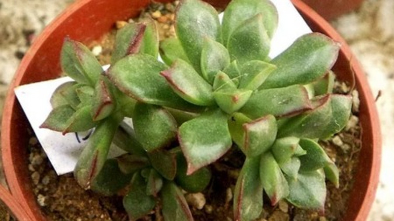 多肉植物的名字为什么那么怪？