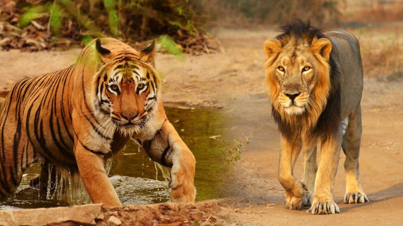 孟加拉虎和亚洲狮会不会打架？真相是它们压根见不着，何来争斗？
