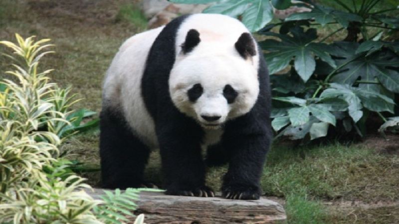 没有人类保护，大熊猫就会灭绝吗？