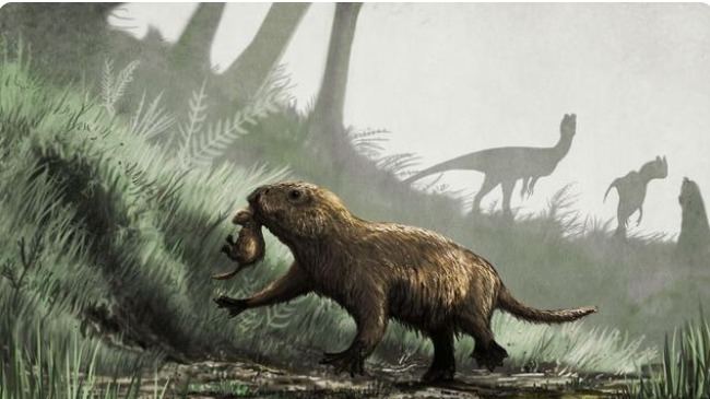 《科学》新研究：恐龙灭绝后，哺乳动物先升级的是身体，而非大脑的头图