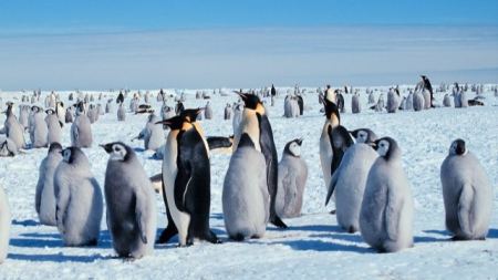 为什么北极没有企鹅？如果把企鹅放在北极能存活下来吗？