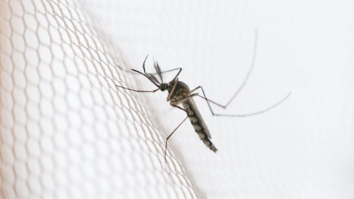 美国首次释放转基因蚊子，转基因蚊子有什么用？