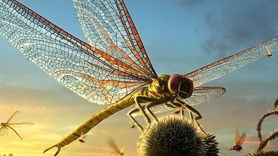 不愧是飞行大师！新研究发现，蜻蜓有着高超的飞行姿态矫正技巧