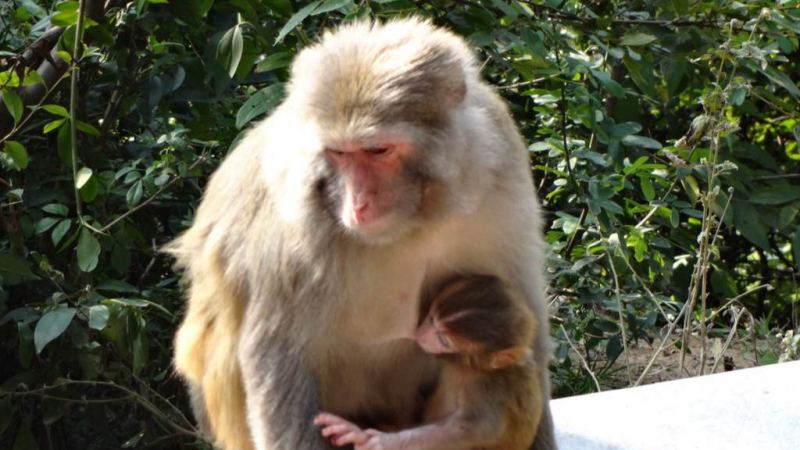 猴子和人类怎么比较才公平？科学家发现猴子更擅长解决问题