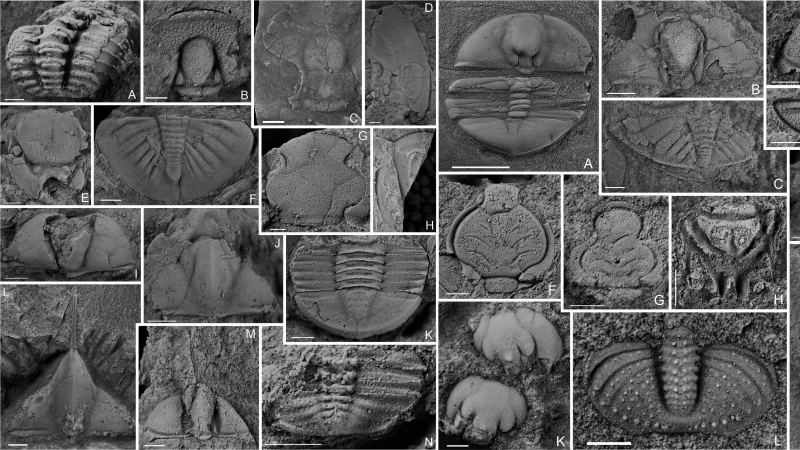 我国科学家首次在滇东北发现4亿多年前古生物“避难所”
