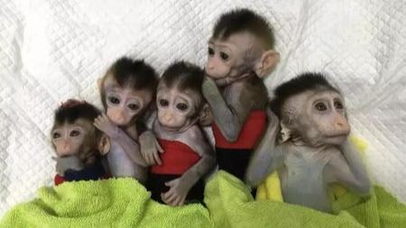 世界首批体细胞克隆疾病模型猴在中国诞生！