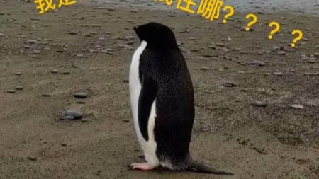 在南极待着不好吗？一只企鹅为何横跨3000公里进入新西兰？