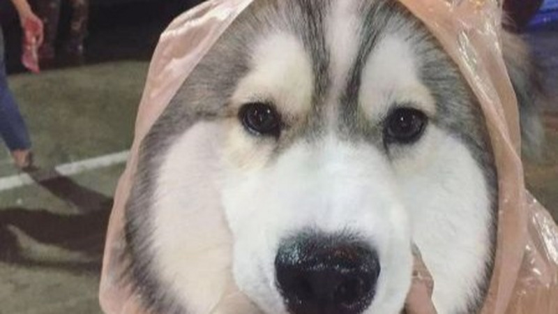 下雨天遛狗要注意什么？