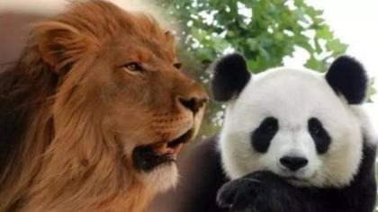 狮子和老虎为什么不吃大熊猫？