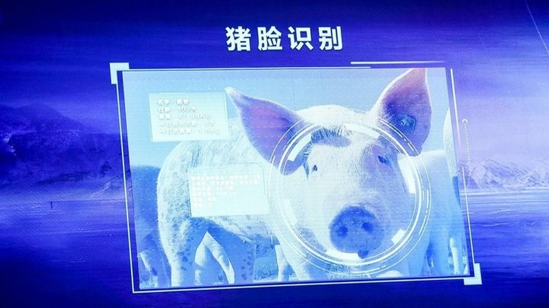 互联网巨头们为何都跑到猪场里上演科技战