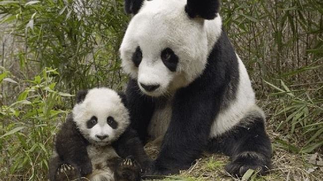 大熊猫的粪便里，究竟隐藏着多少秘密？为啥它的粪便不臭反香？