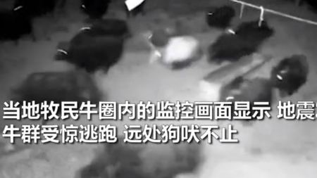 青海6.9级地震前1秒，为何有强光闪爆地平线？牛群惊跳逃跑