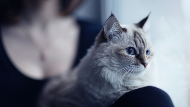 给猫做绝育真的残忍吗？