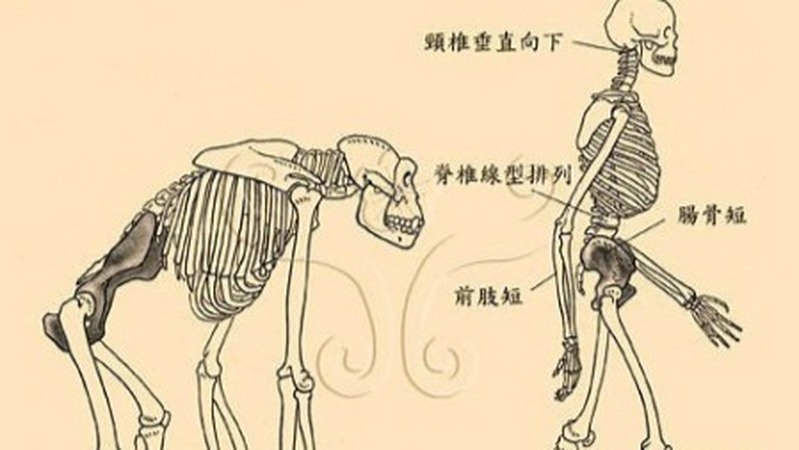 大脑、足弓、兵役和语言在人类进化上起过什么作用？