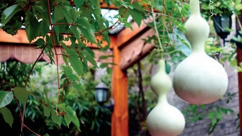 葫芦为什么是“最具神话色彩”的植物？