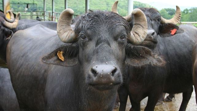 为什么印度的一头摩拉水牛能卖1800万元？