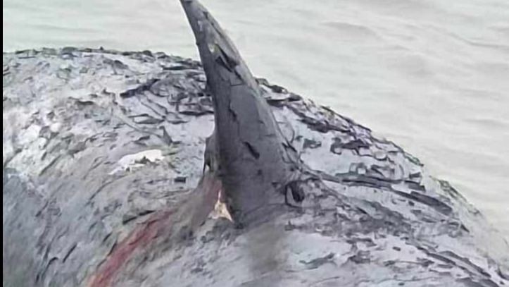 当心鲸爆！搁浅象山的抹香鲸或已死亡：台州海上发现一巨臭鲸尸